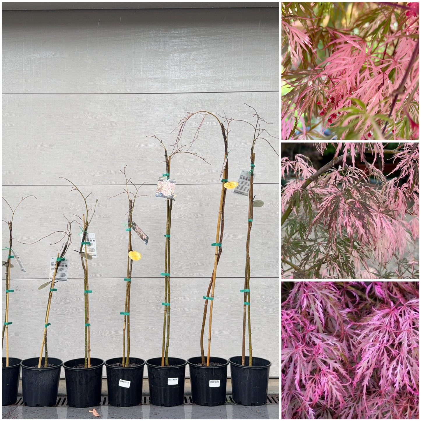 Acer palmatum dissectum Hana matoi