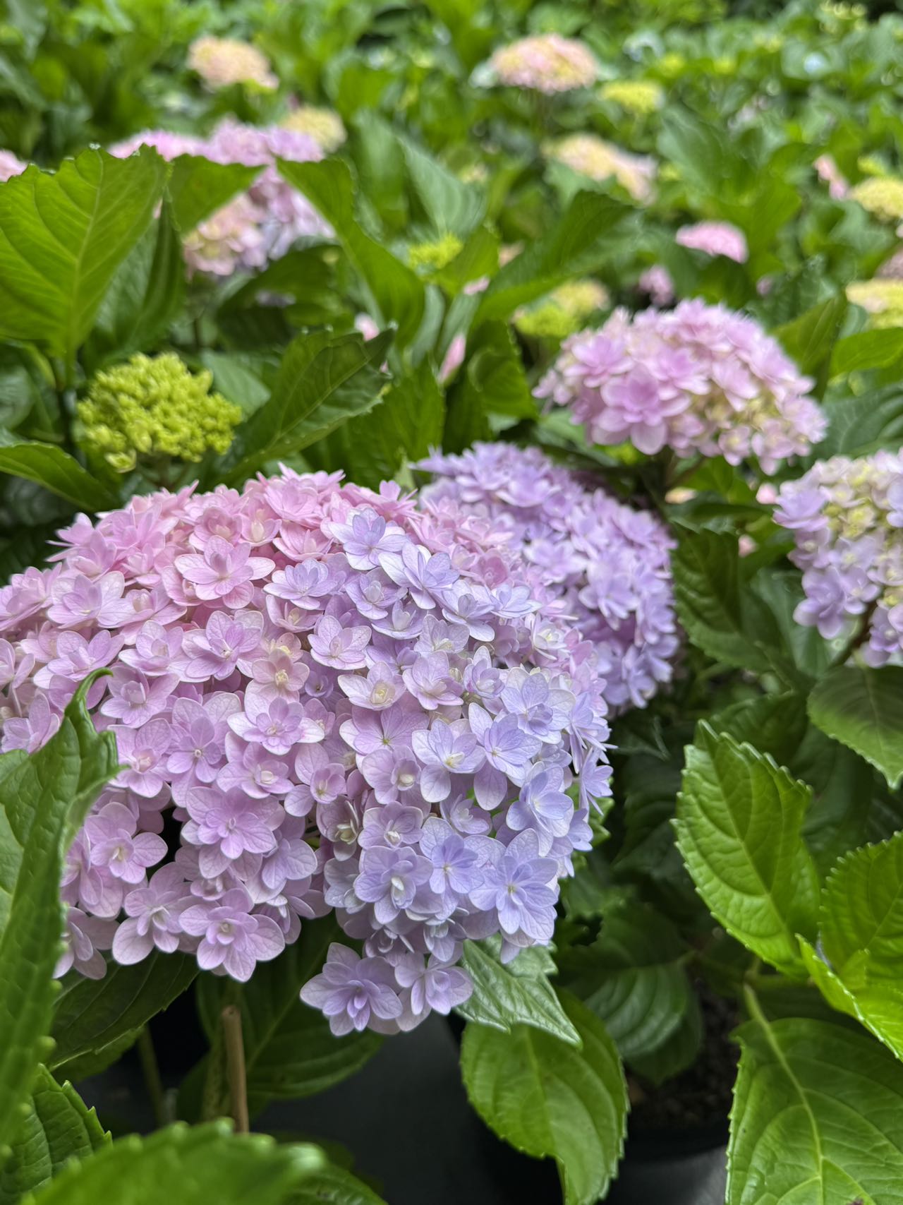 Hydrangea Hana Temari