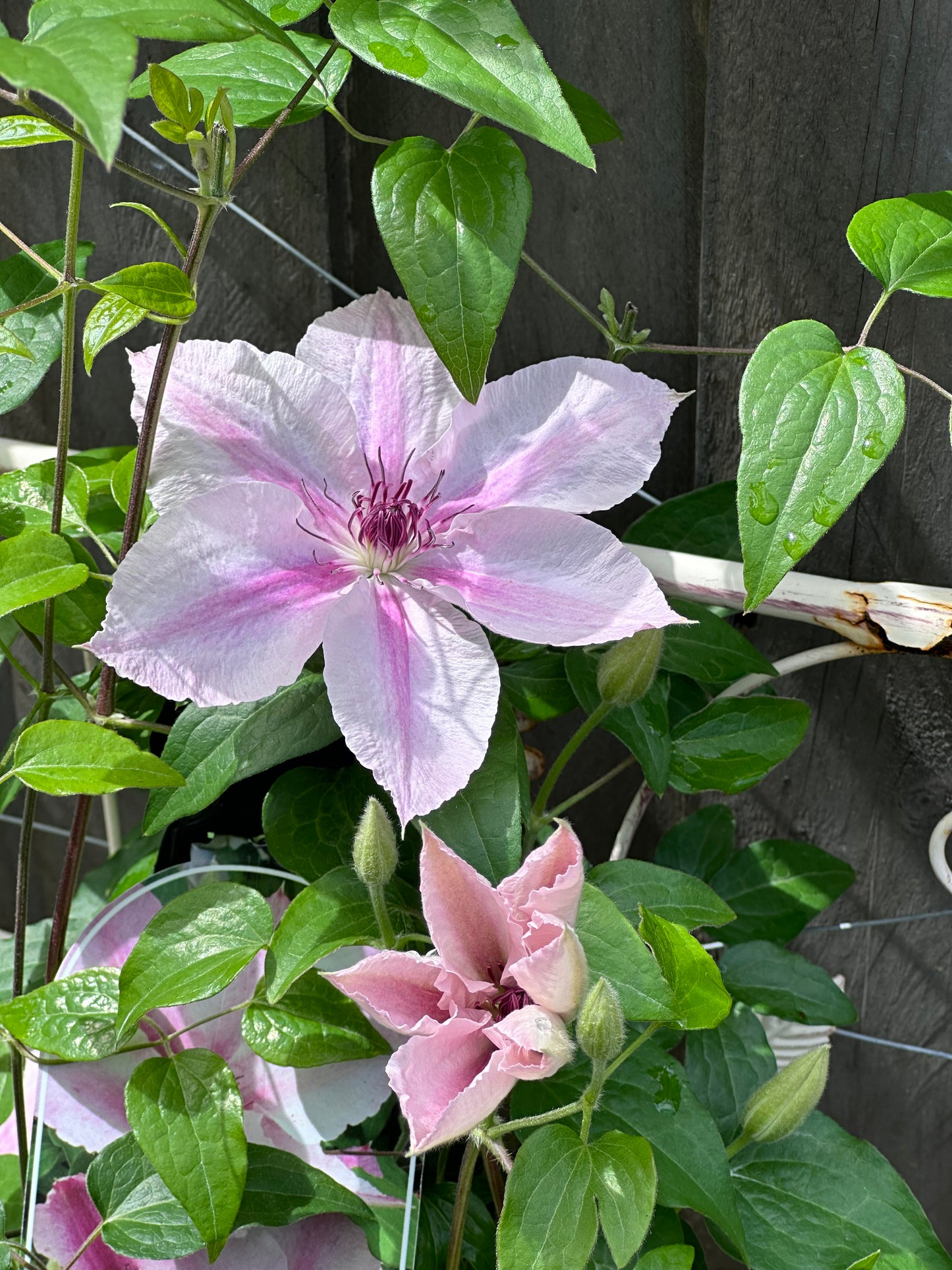 Clematis Pink Fantasy