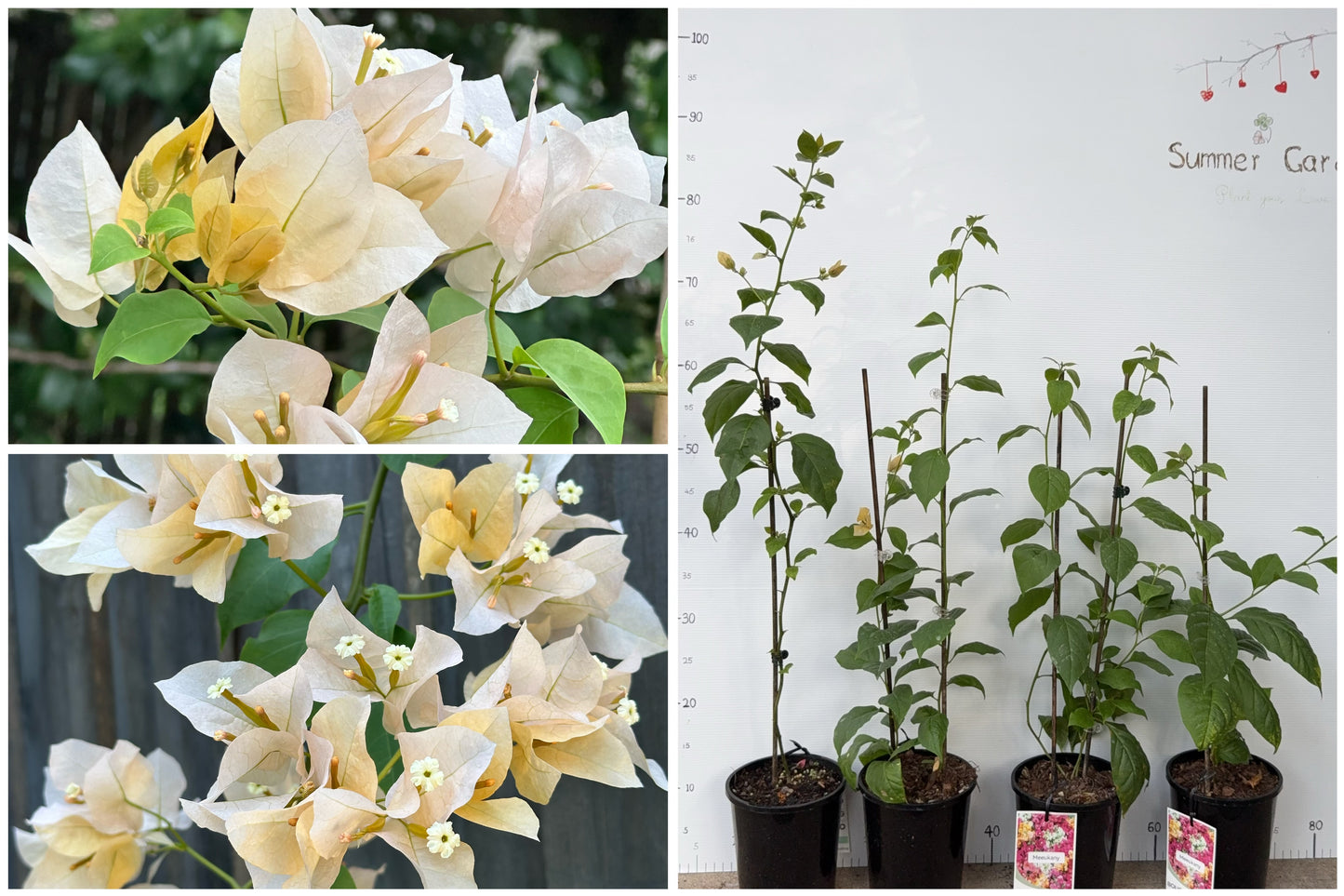 Bougainvillea Meeukany 苏瓦娜