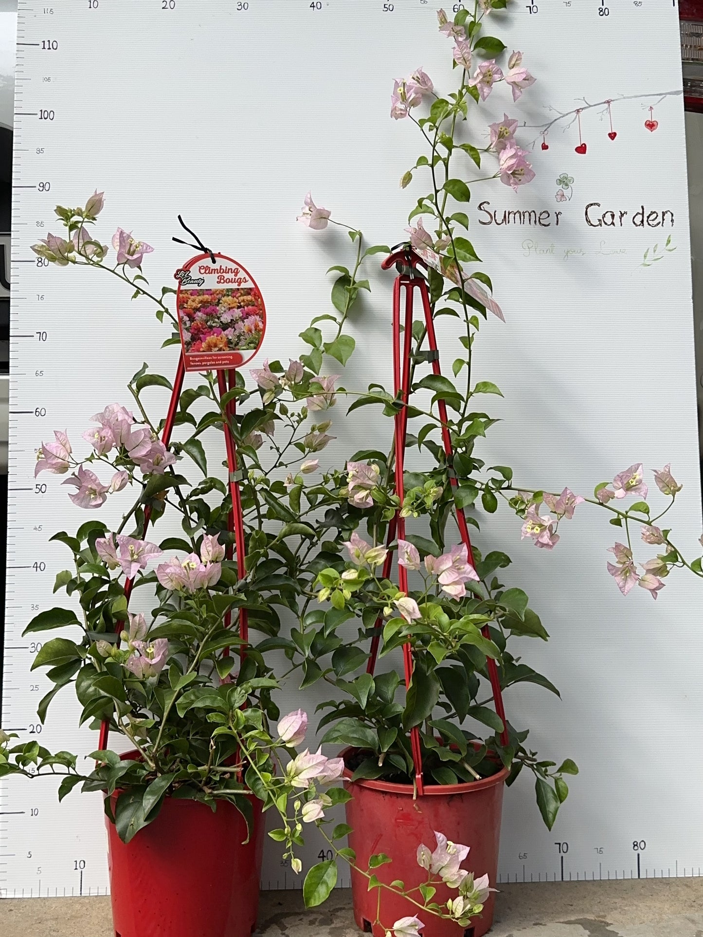 Bougainvillea Blush Cascade