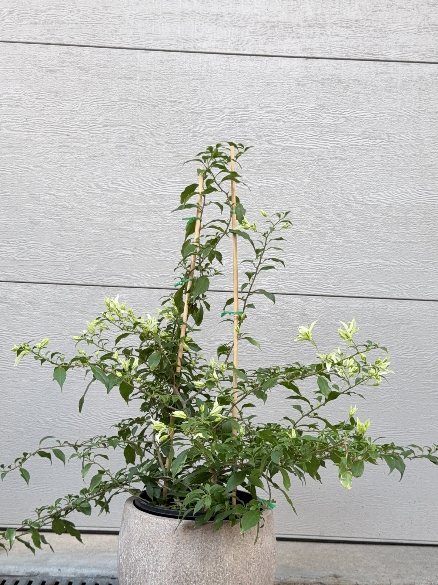 Bougainvillea Candice