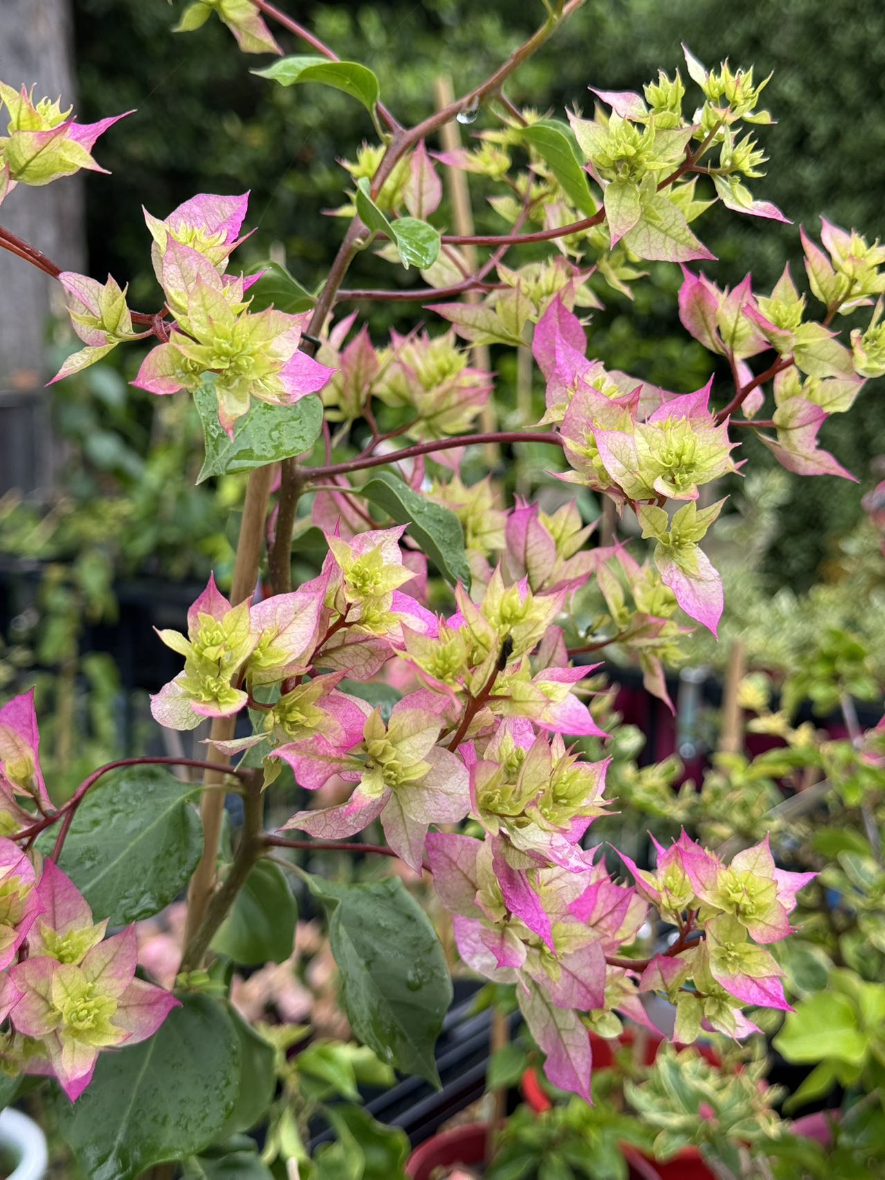 Bougainvillea Limberlost Beauty