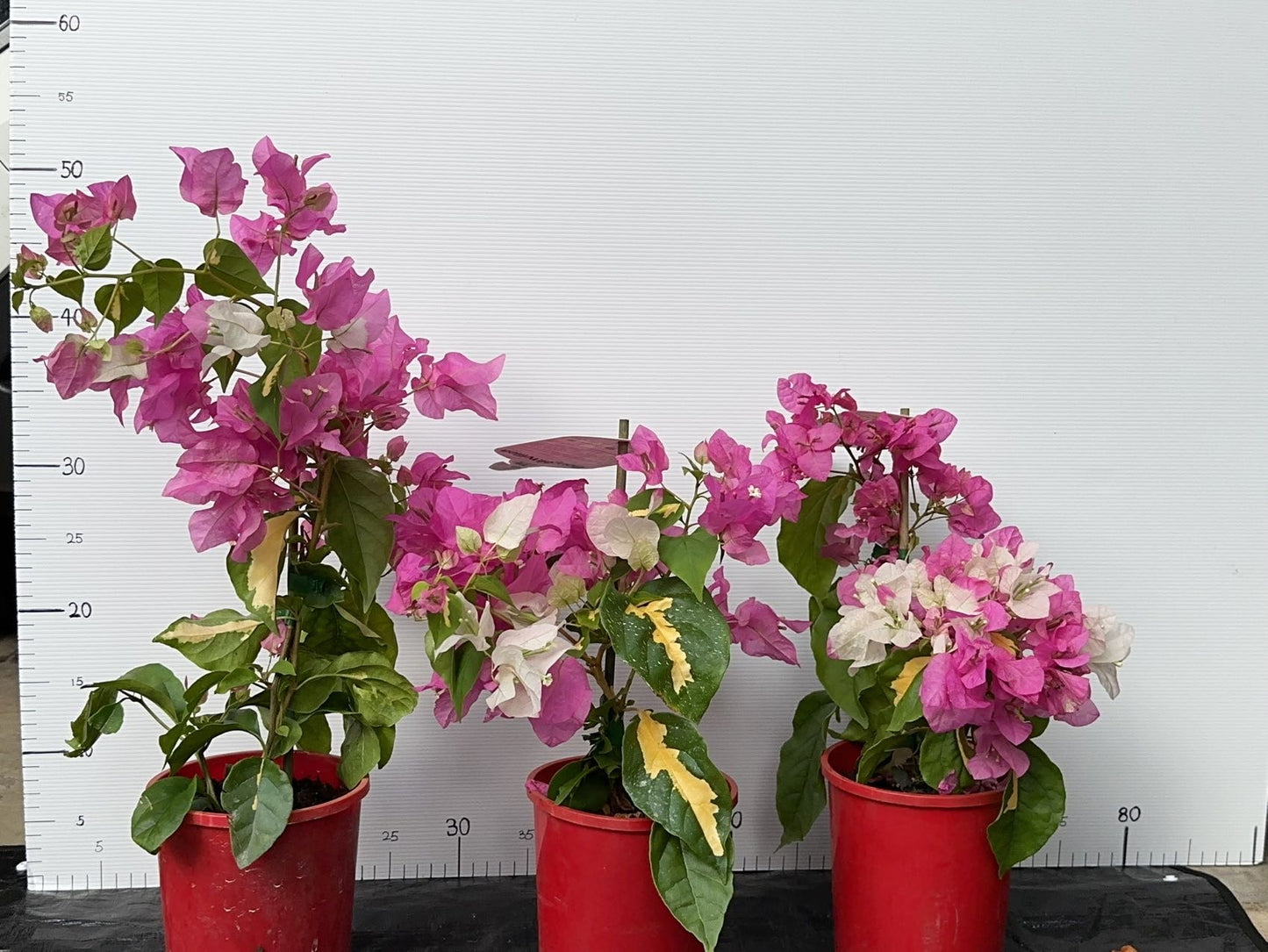 Bougainvillea Vicky
