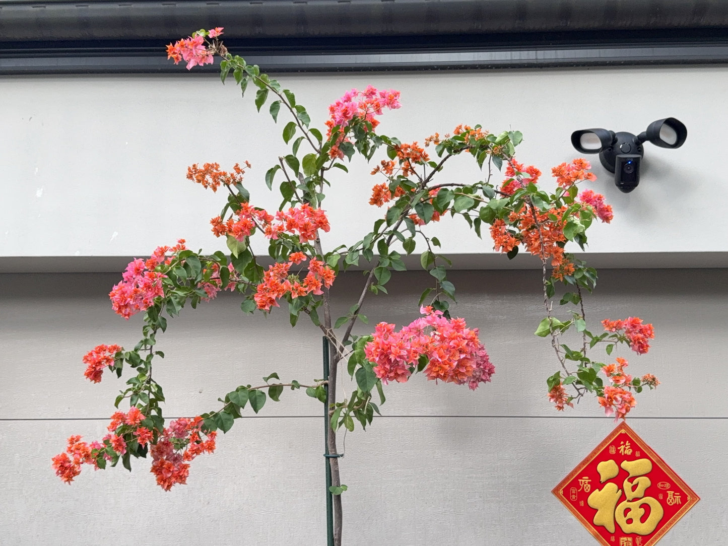 Bougainvillea Thai Gold