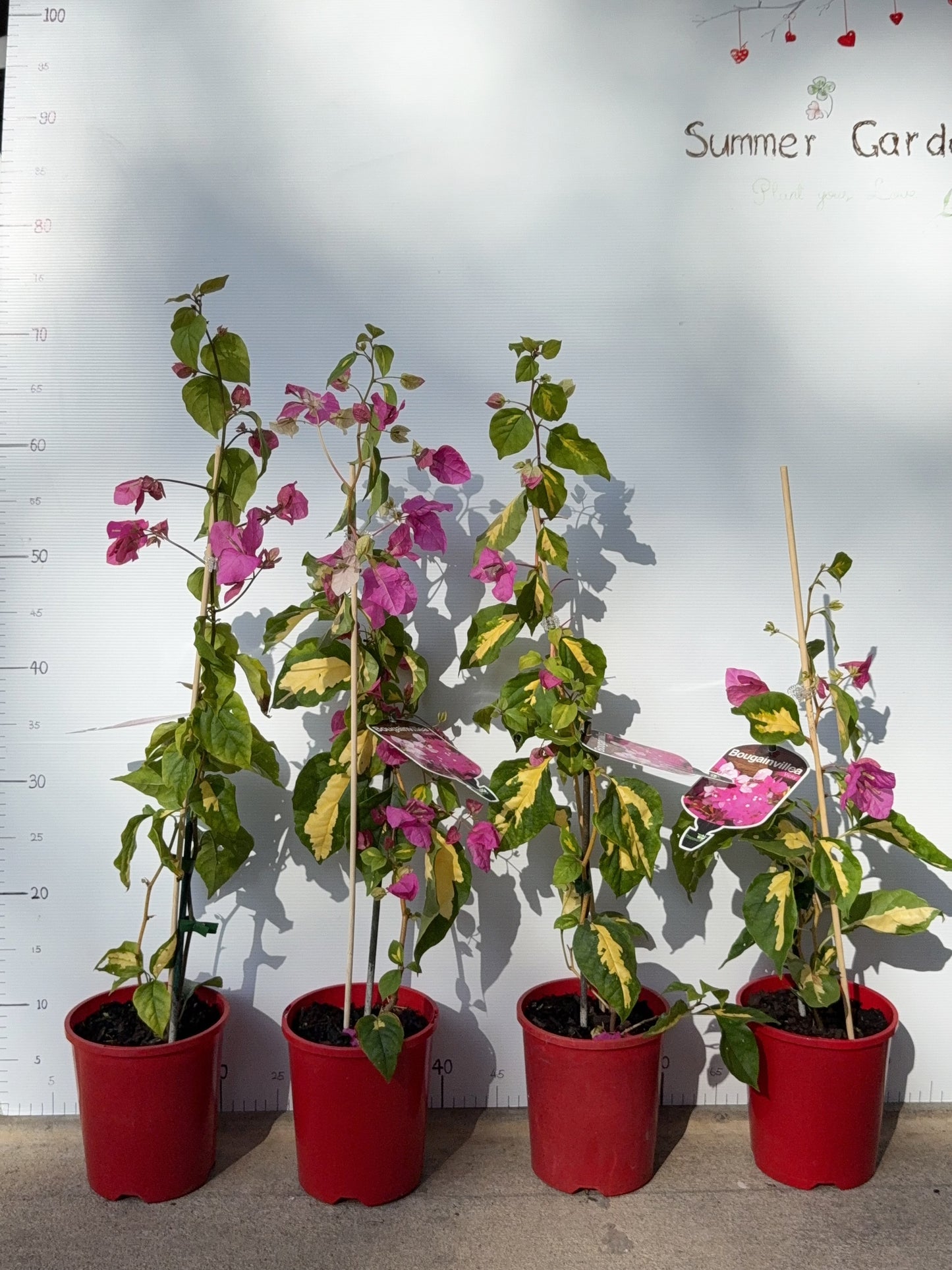 Bougainvillea Vicky