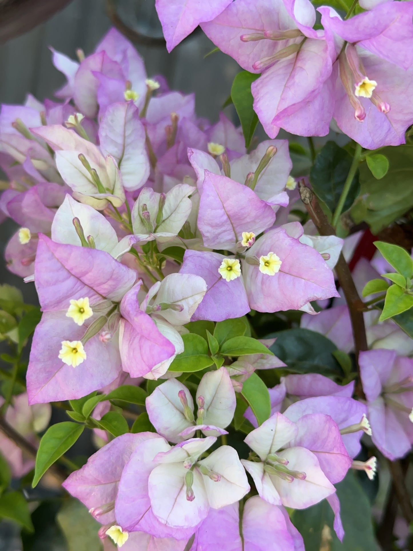 Bougainvillea Marlu