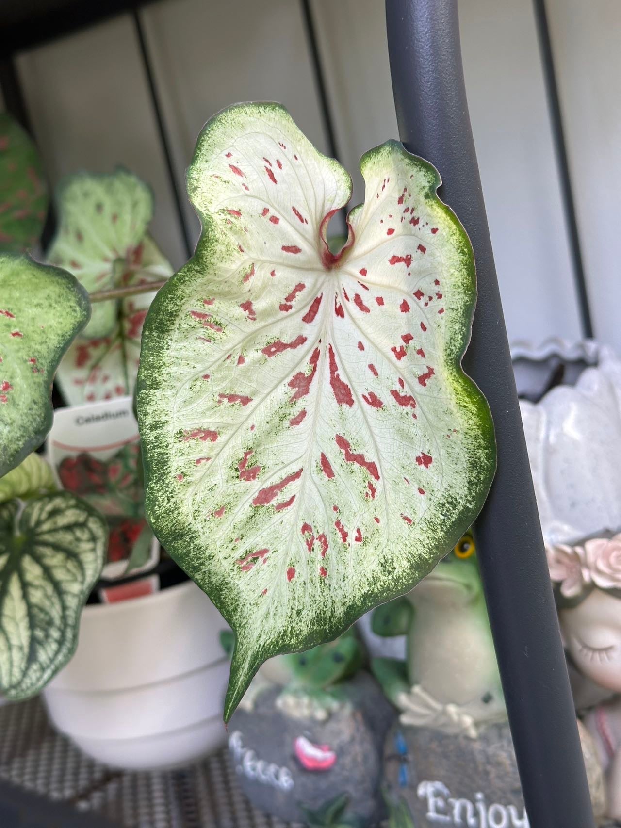 Caladium Gingerland