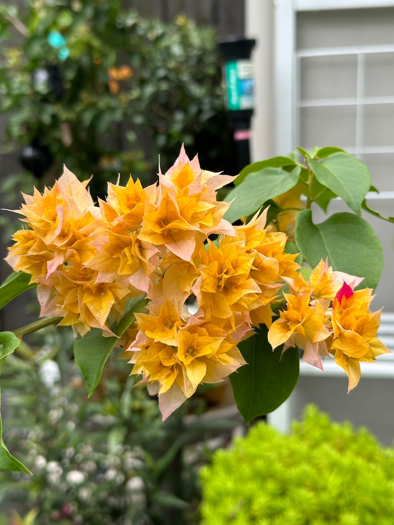 bougainvillea Carson's Gold