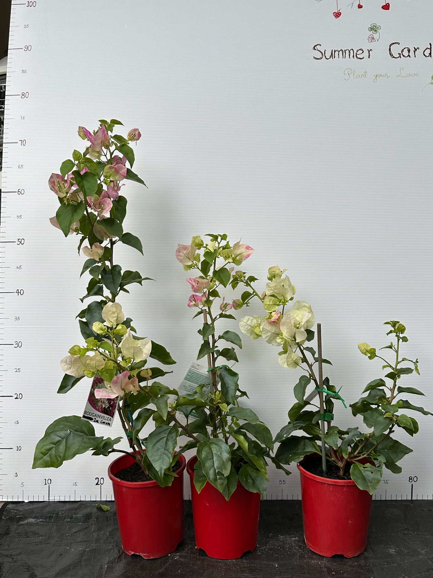 bougainvillea Ice Cream