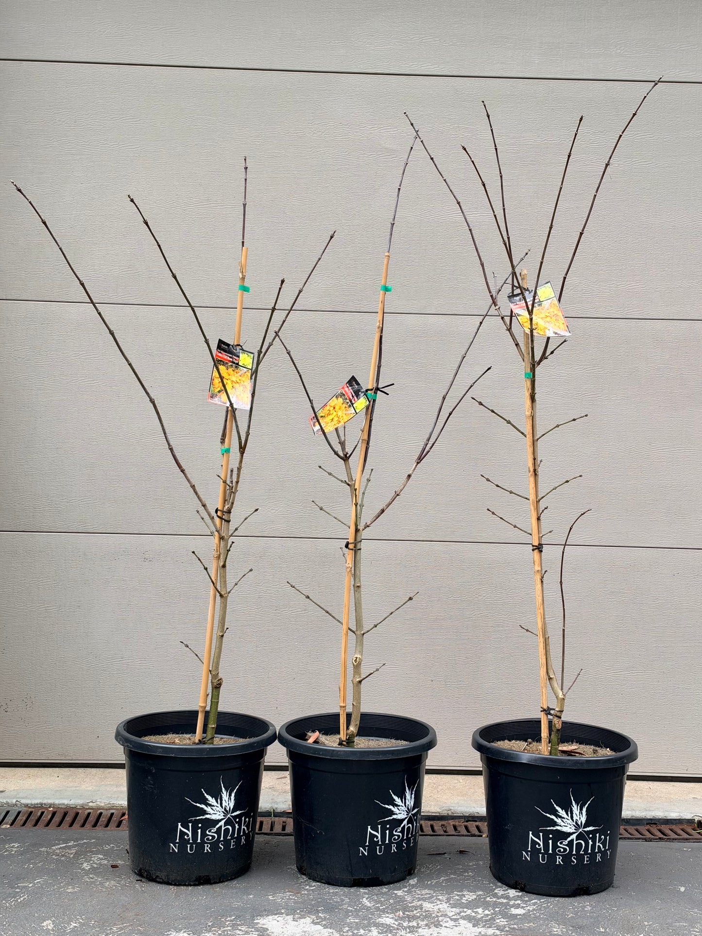 Acer shirasawanum Aureum Golden Full Moon Maple 金隐