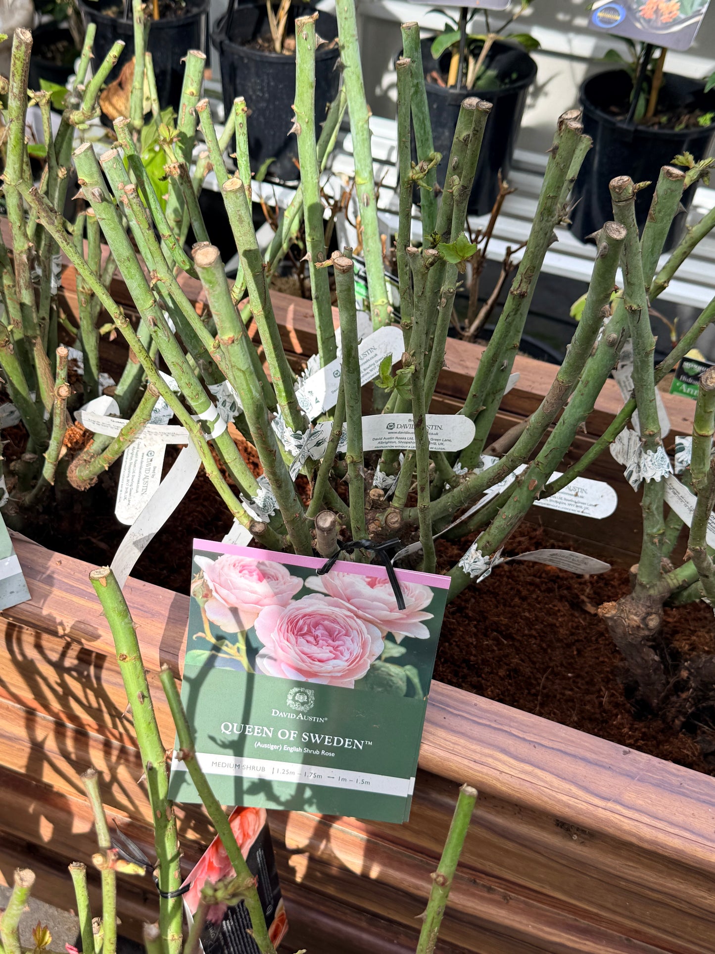 Queen of Sweden bare-root rose canes and cultivar label ready for winter planting