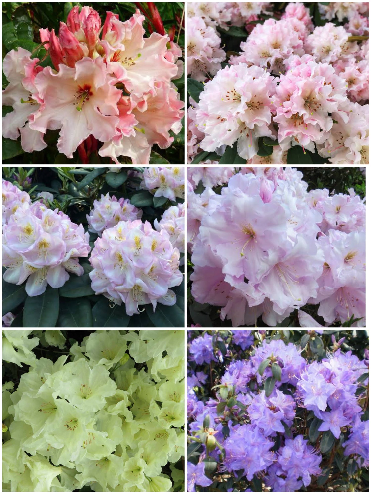 Rhododendron/Azalea