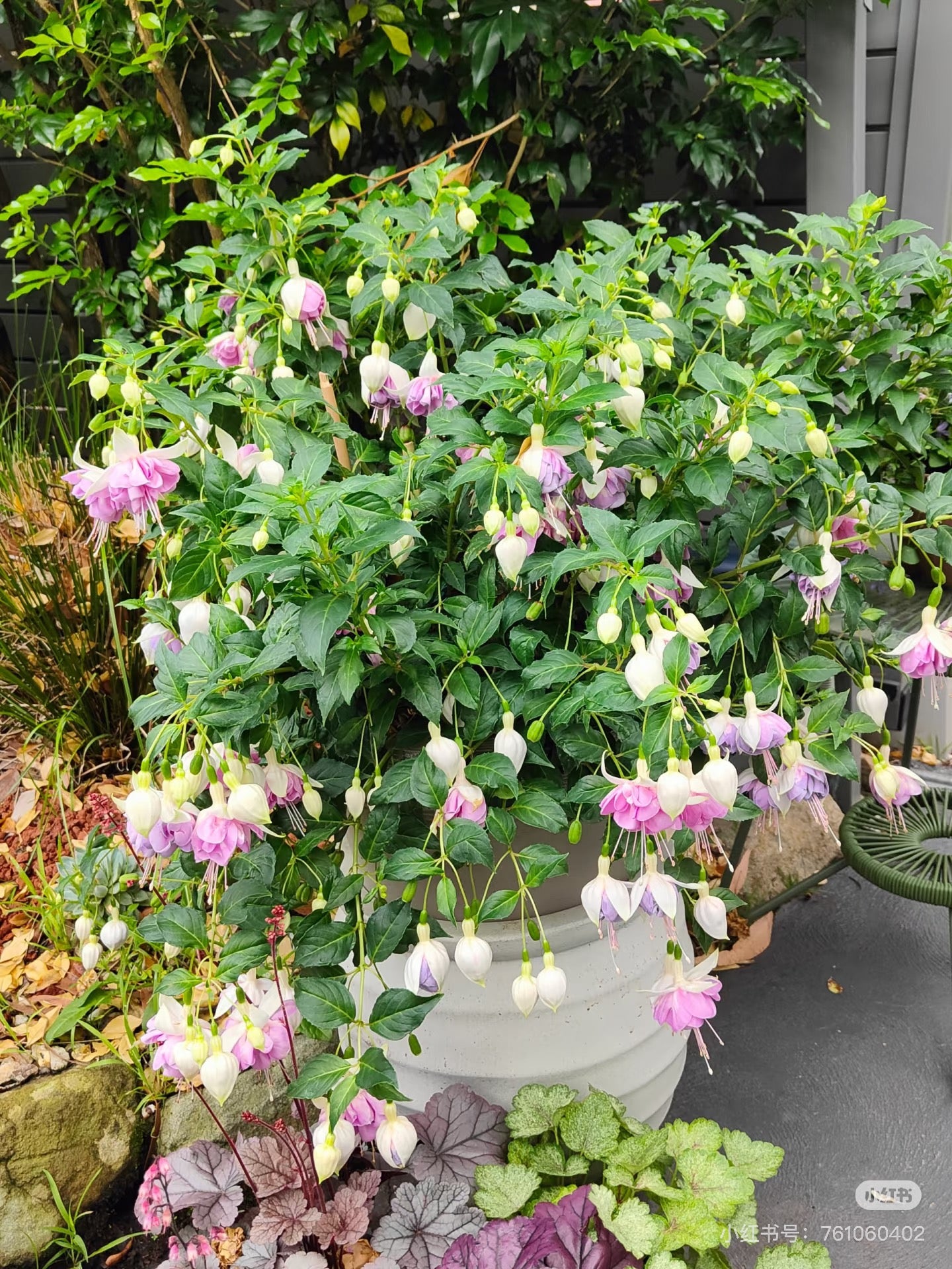Fuchsia