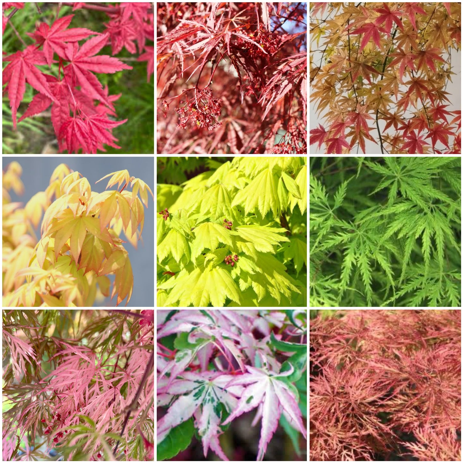 Maples