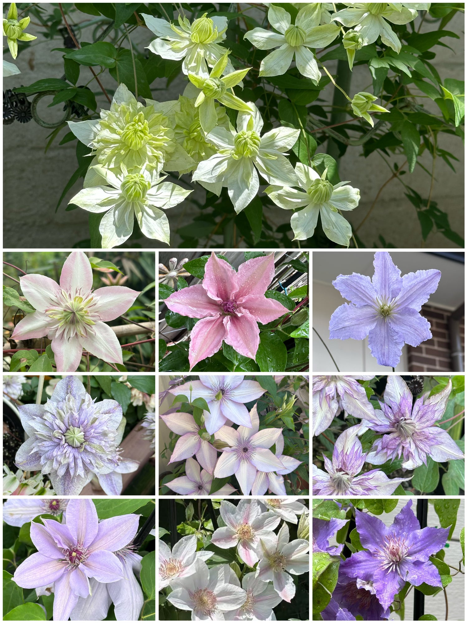 Clematis