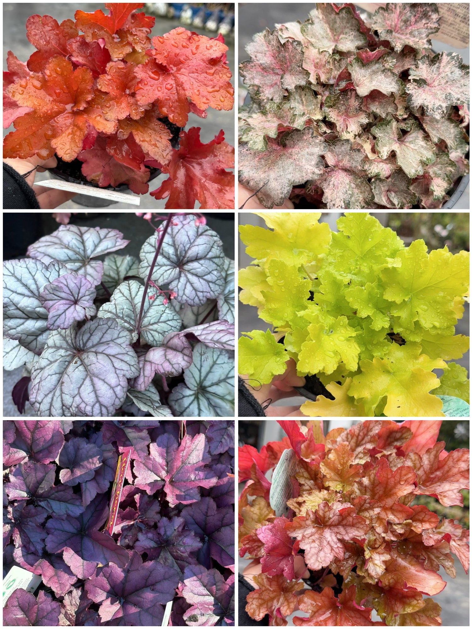 Heuchera