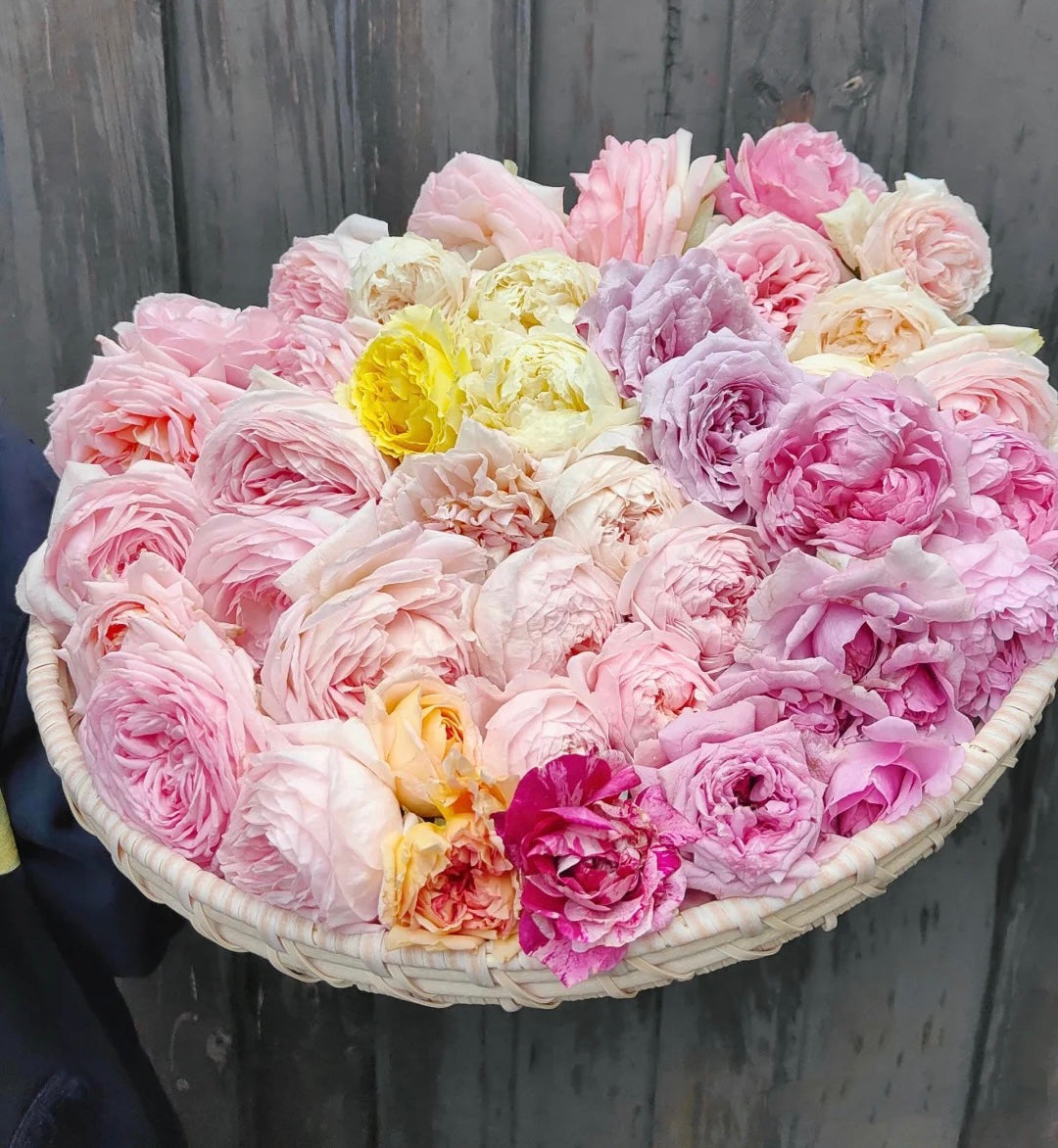 Roses