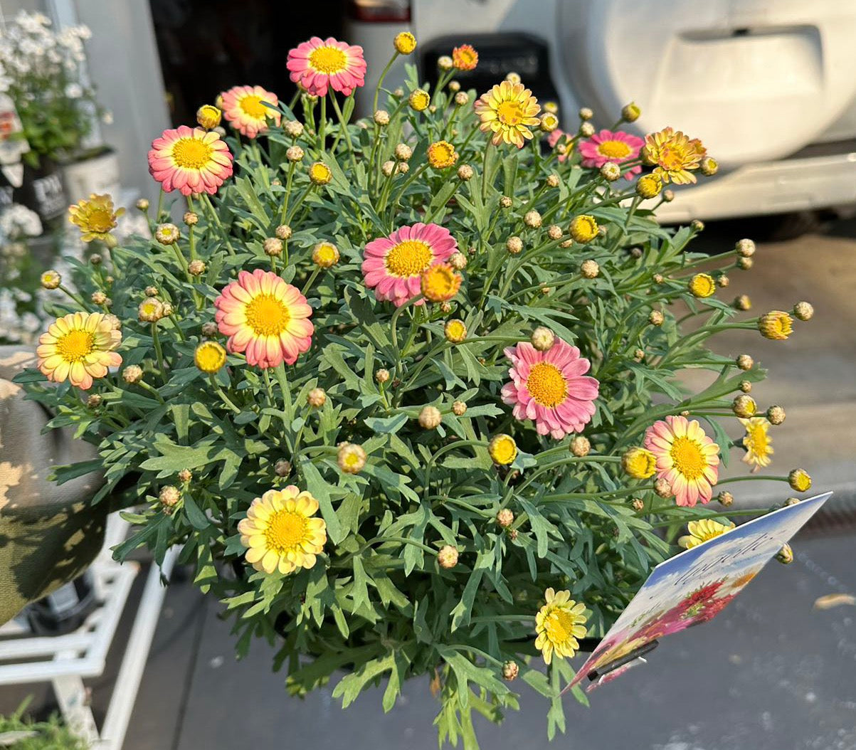Daisy