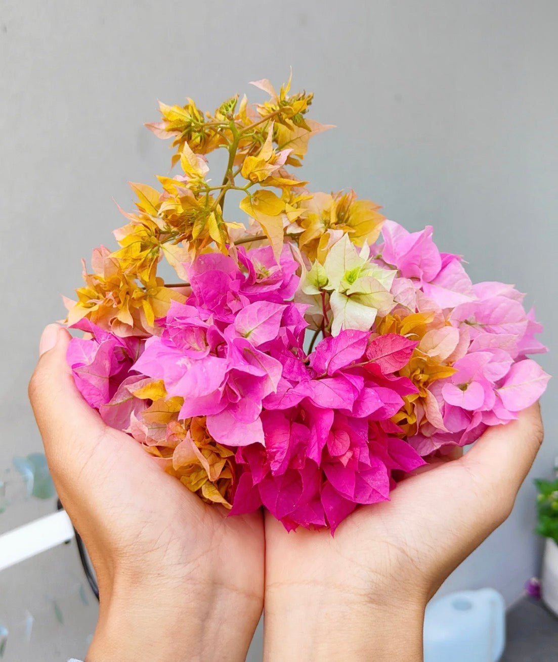 Bougainvillea