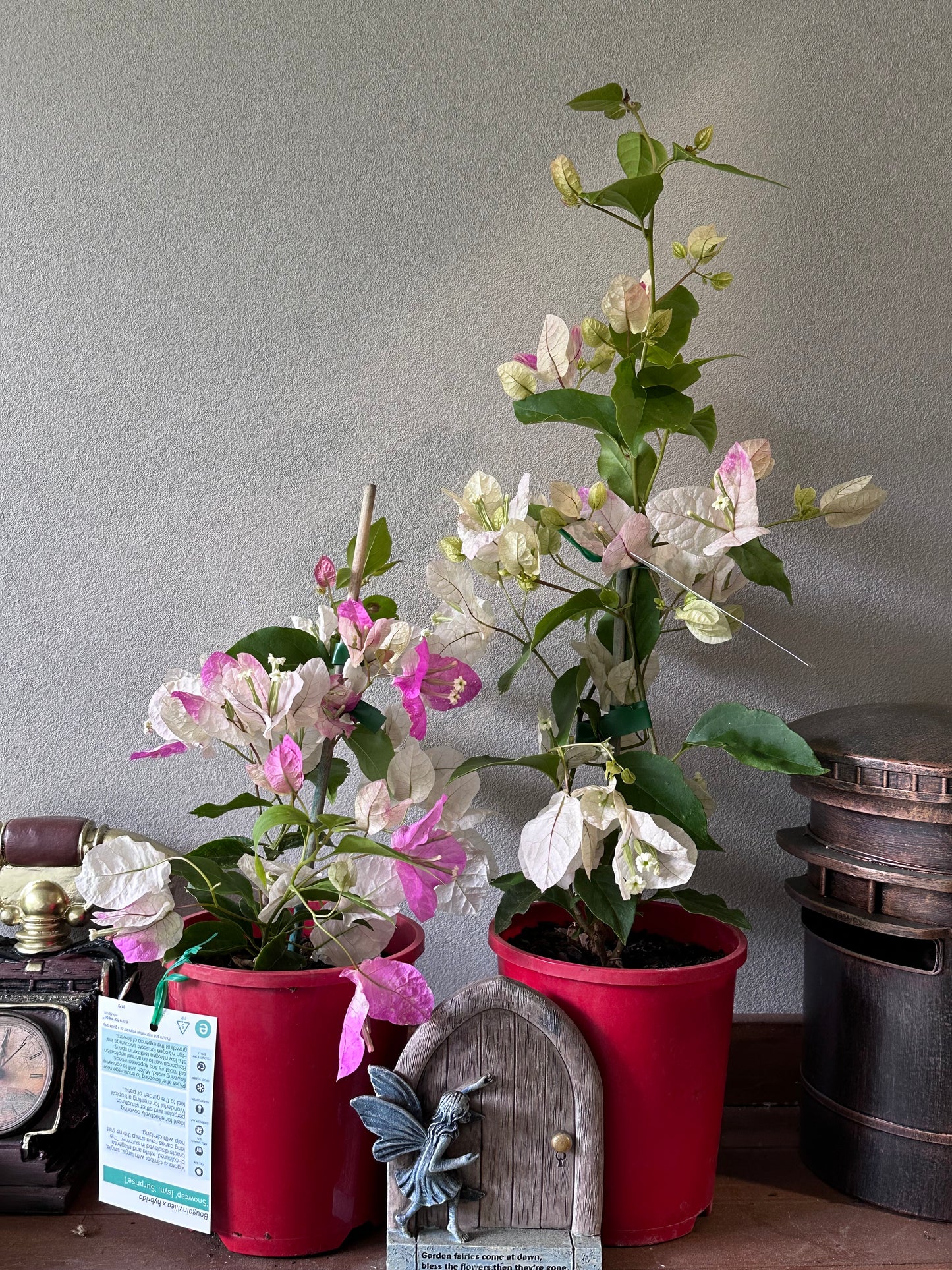 bougainvillea Ice Cream