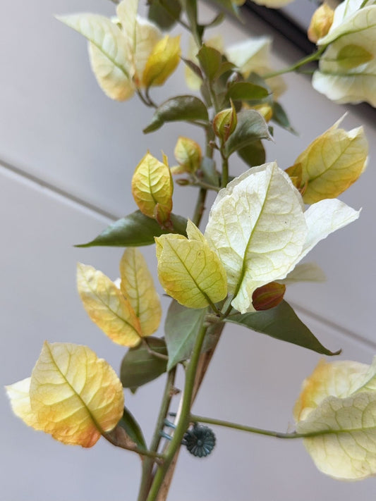Bougainvillea Chitra Gold