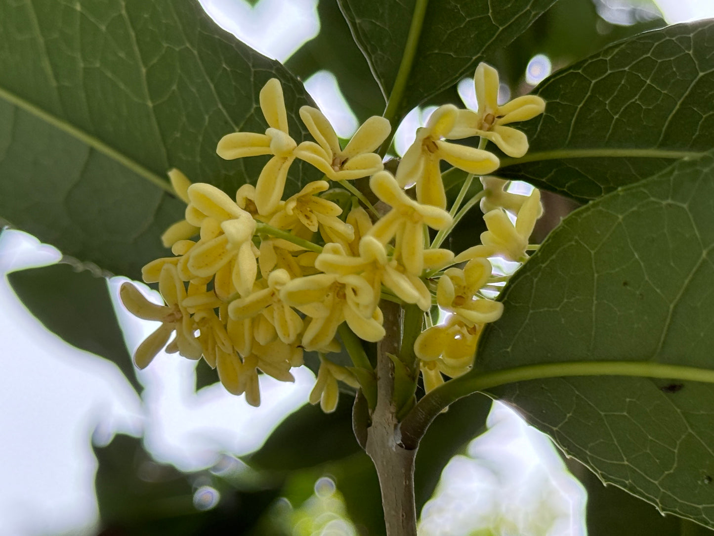 Osmanthus Fragrans