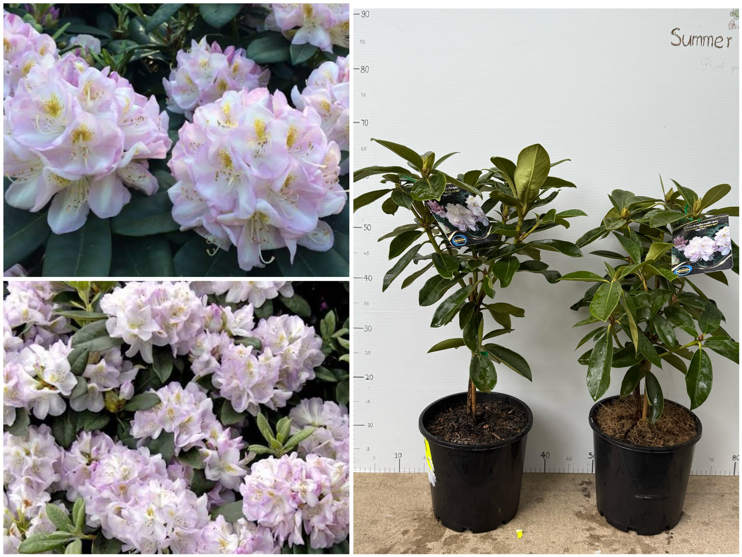 Rhododendron Gomer Waterer