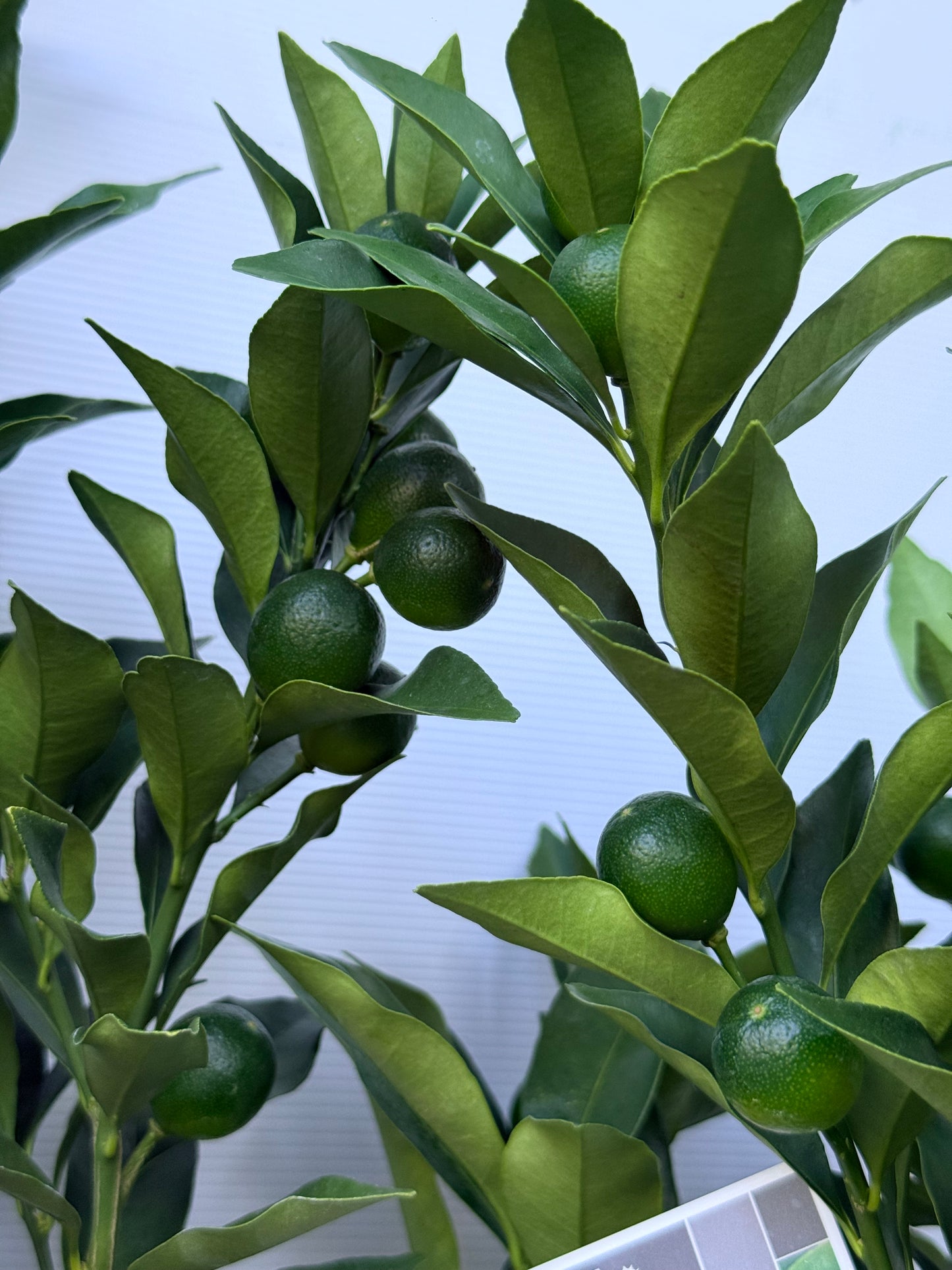 Citrus japonica ‘Meiwa’（In-store Only）