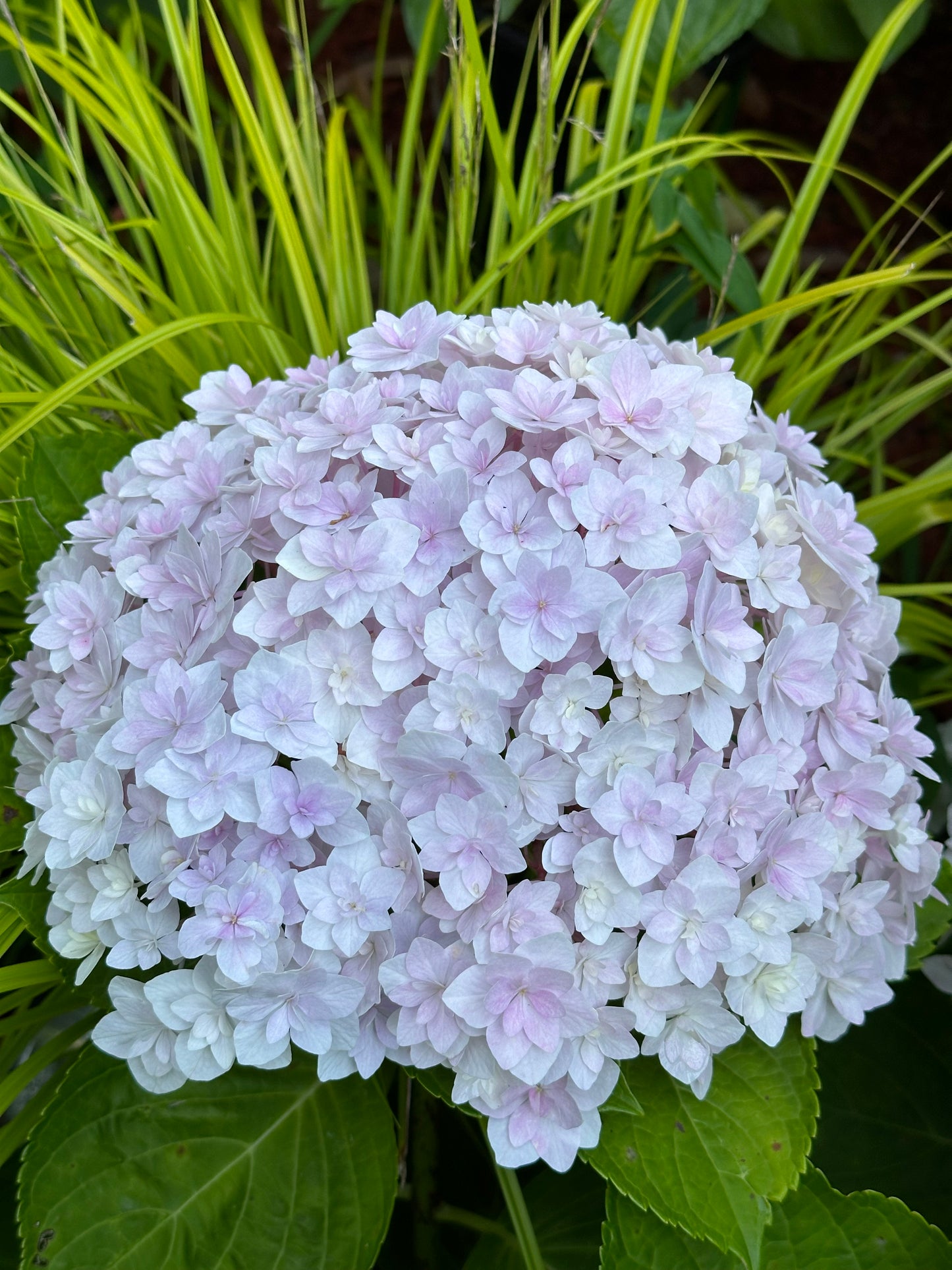 Hydrangea Peace