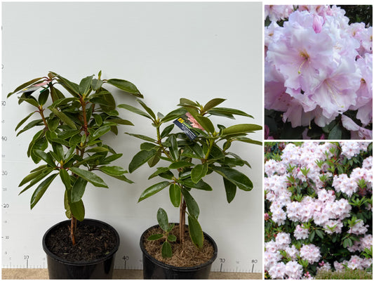 Rhododendron Van Nes Sensation
