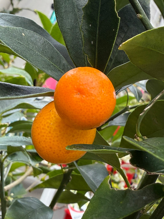 Citrus japonica ‘Meiwa’