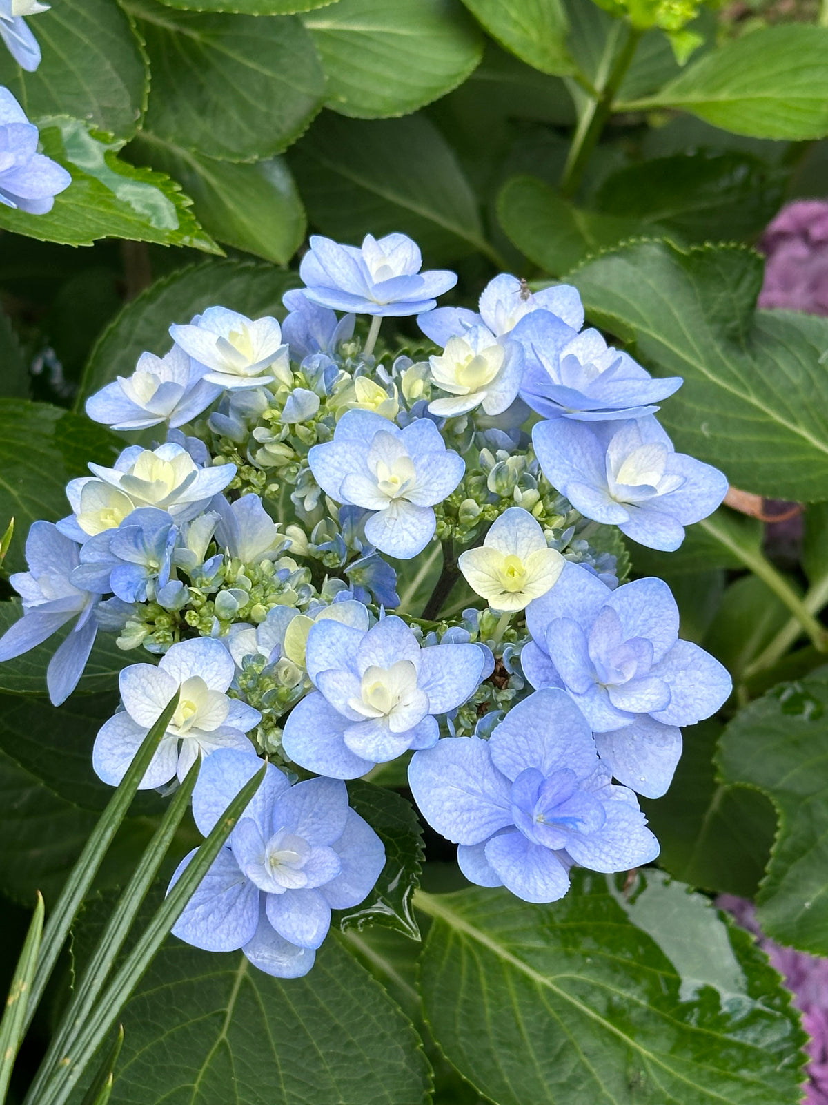 Hydrangea You & Me Forever