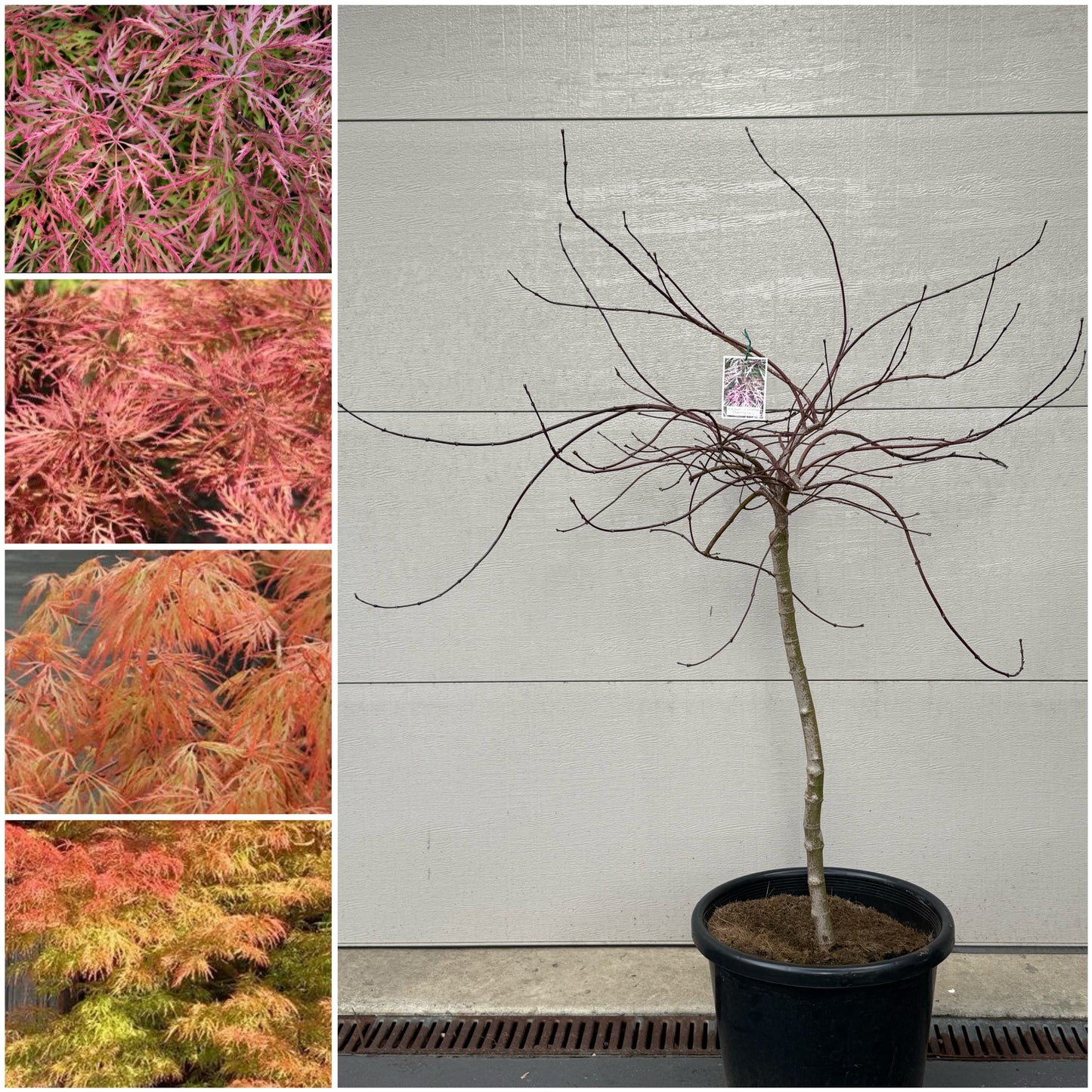 Acer palmatum dissectum Chantilly Lace
