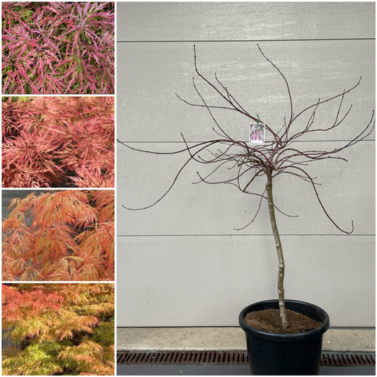Acer palmatum dissectum Chantilly Lace
