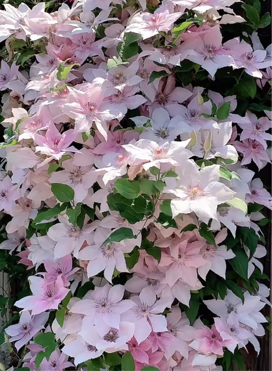 Clematis Pink Fantasy