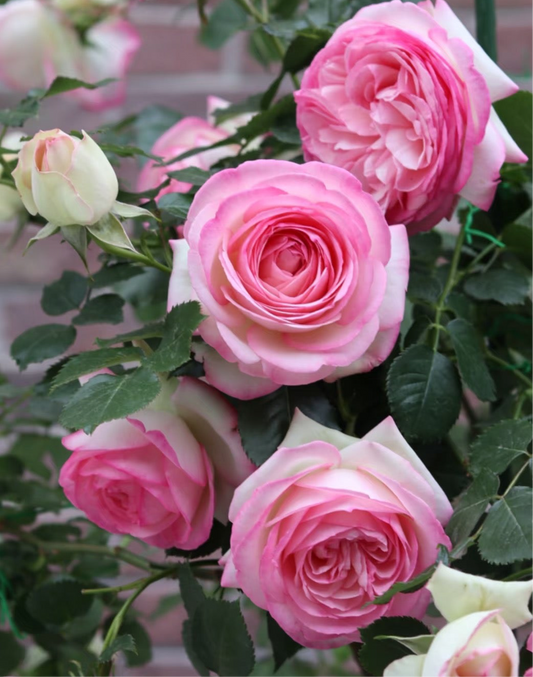 Rose Pierre De Ronsard