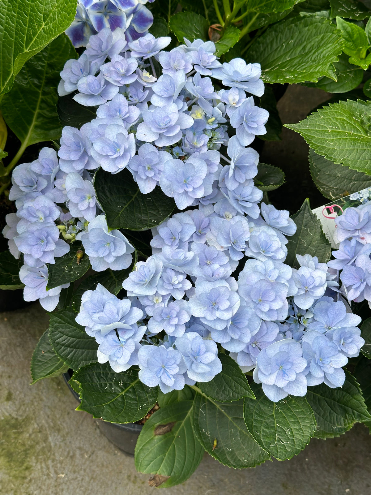 Hydrangea You & Me Forever