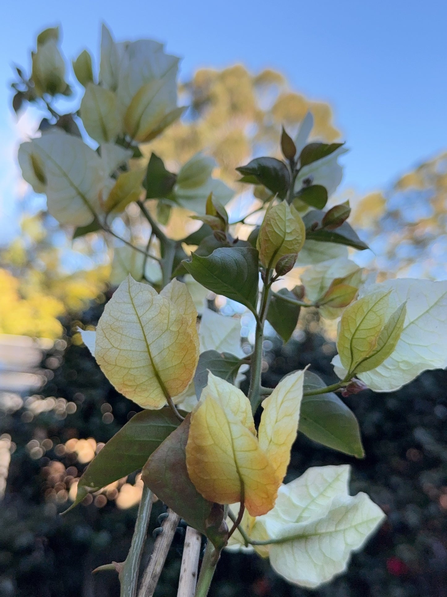 Bougainvillea Chitra Gold