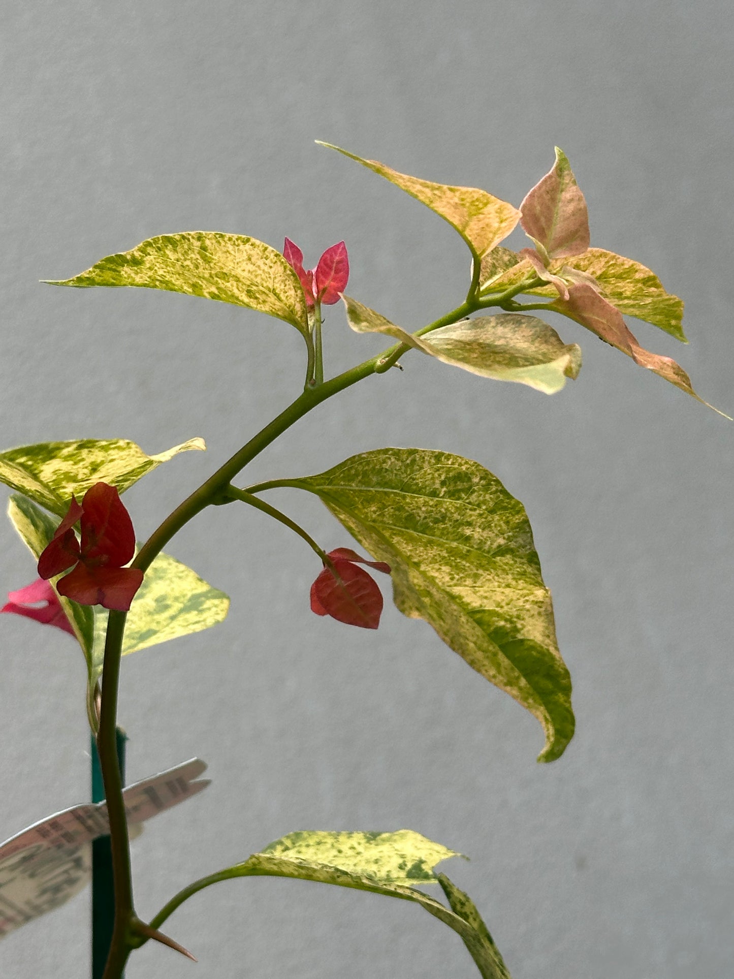 Bougainvillea Bilas