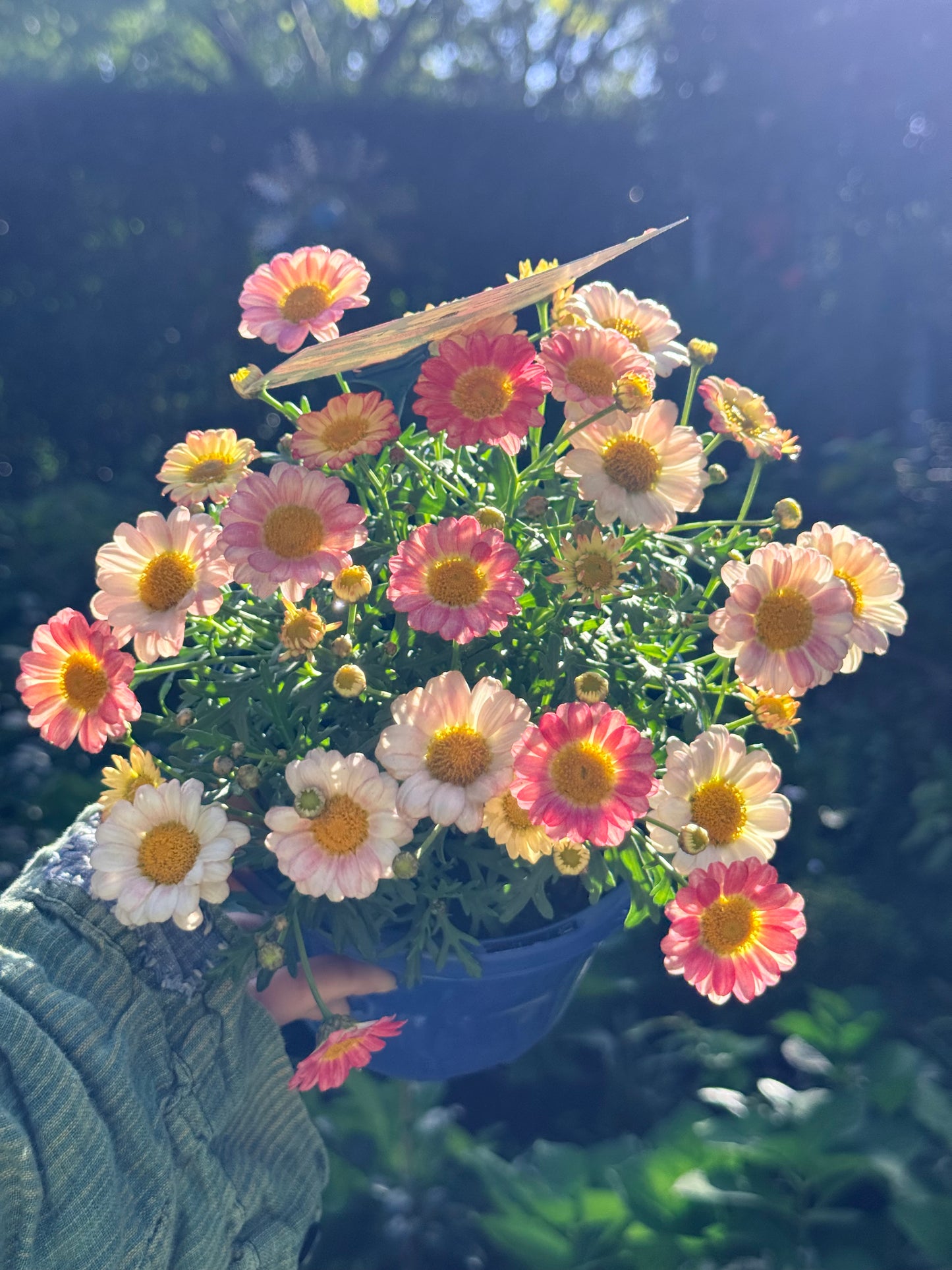 Argyranthemum Elite Sweets