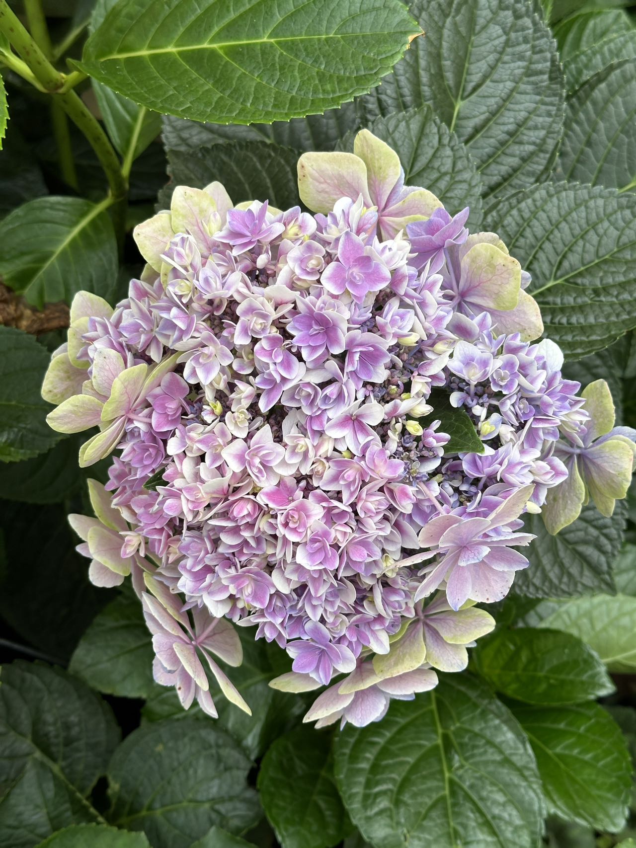 Hydrangea Kopeito