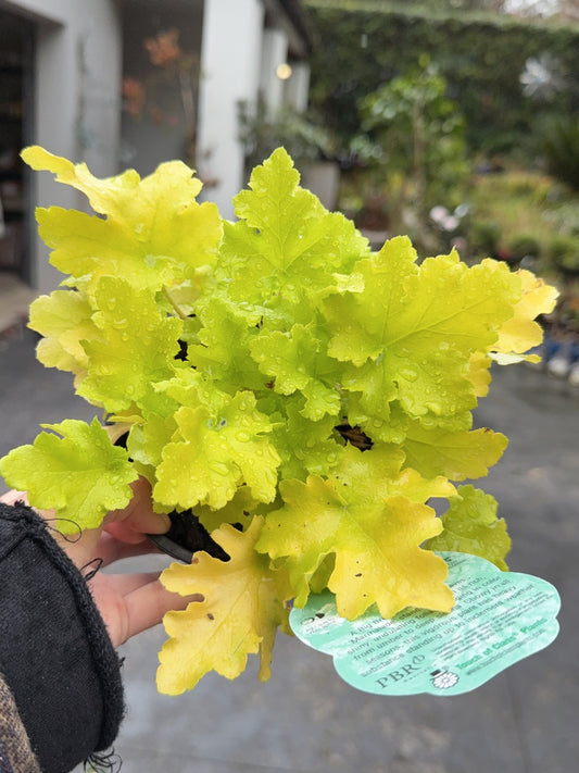 Heuchera Lime Marmalade