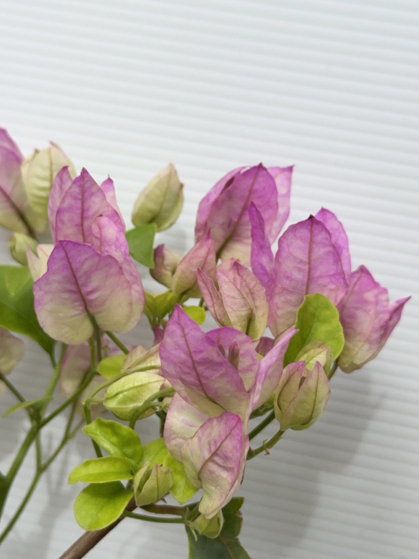 Bougainvillea Marlu