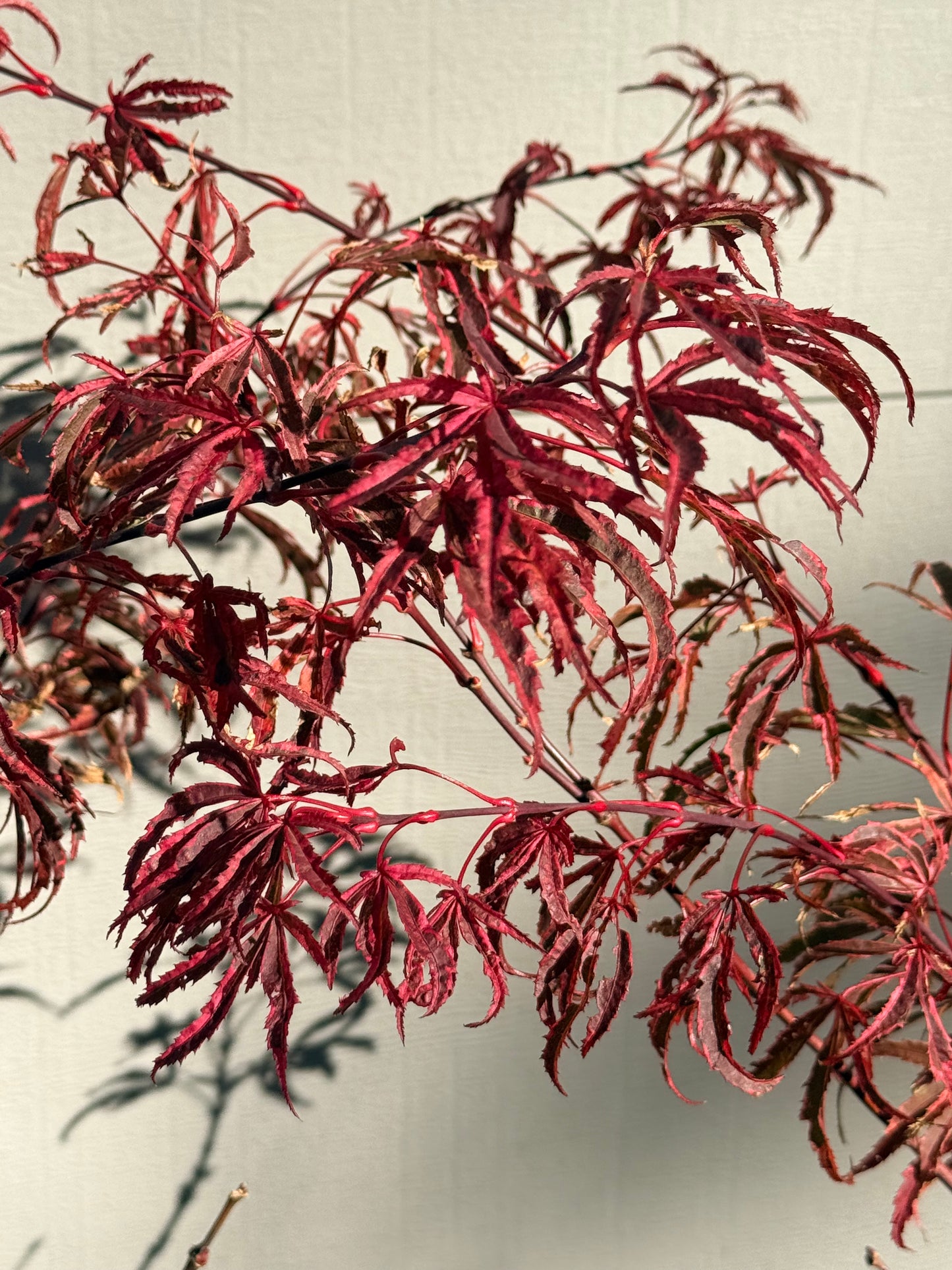 Acer palmatum Shirazz