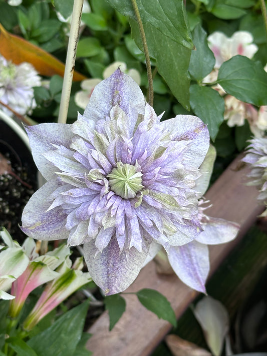 Clematis Minamonoyousei