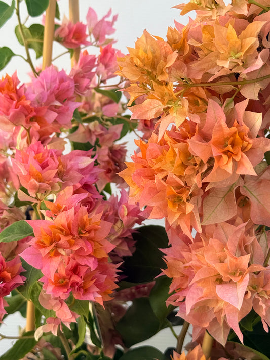 Bougainvillea Thai Gold