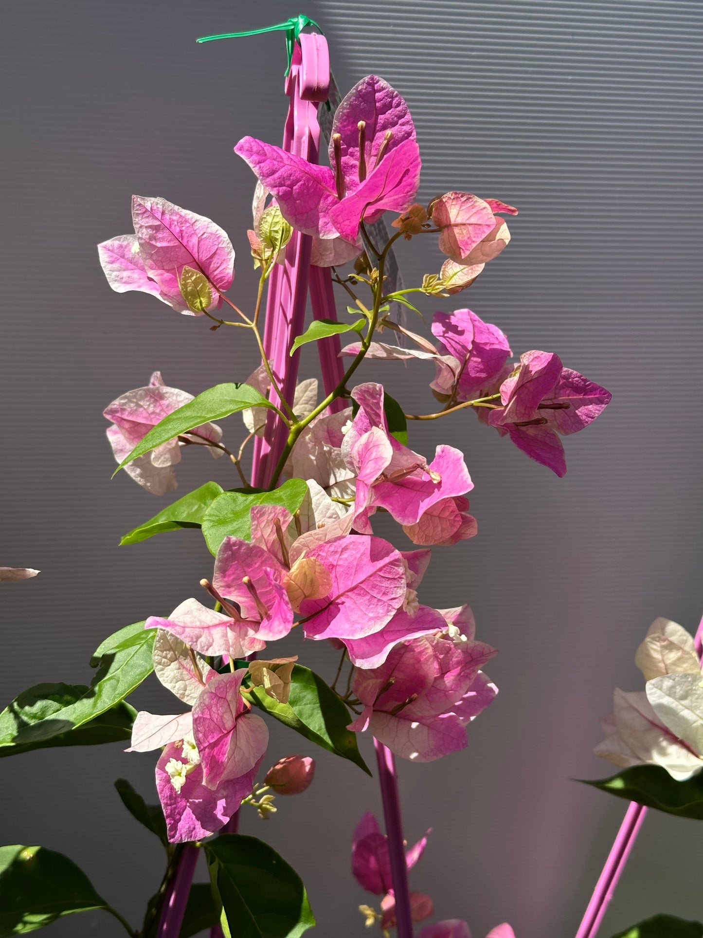 bougainvillea Ice Cream