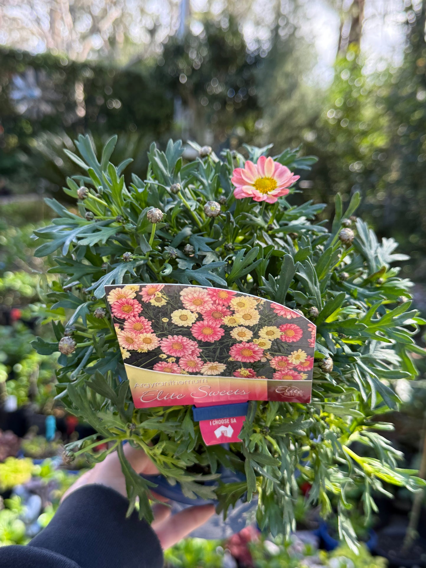 Argyranthemum Elite Sweets
