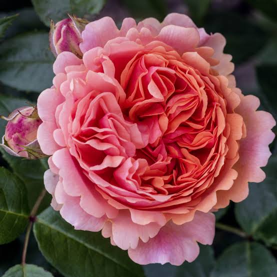 Rose Chippendale -Bare root